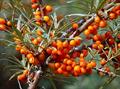 Hippophae rhamnoides